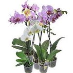 Орхідеї в горщиках