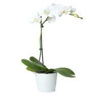 Белая одноствольная орхидея