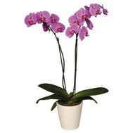 Розовая орхидея 2 ствола