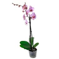 Розовая орхидея 1 ствол