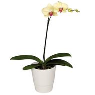 Желтая орхидея 1 ствол