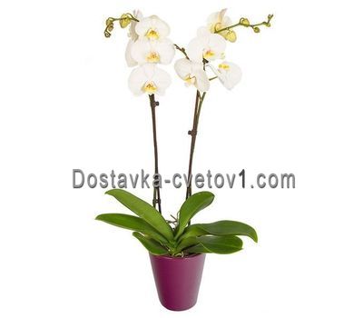 Біла орхідея 2 стовбура