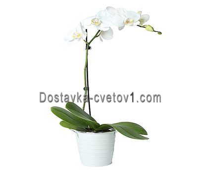 Біла одноствольний орхідея
