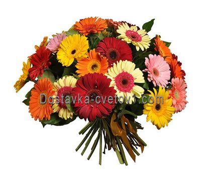 Букет із 35 гербер