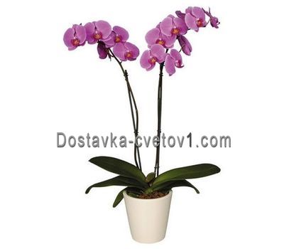 Рожева орхідея 2 стовбура