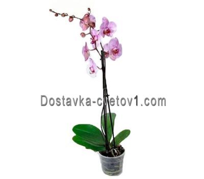 Розовая орхидея 1 ствол