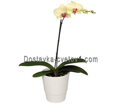Желтая орхидея 1 ствол
