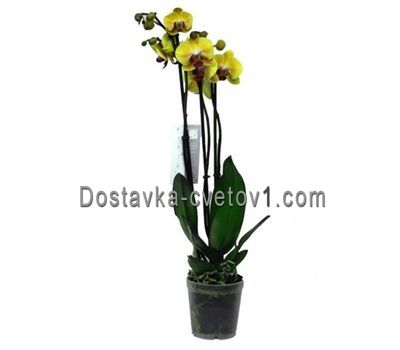 Жовта орхідея 2 стовбура