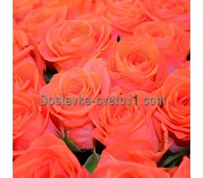 Помаранчеві троянди поштучно